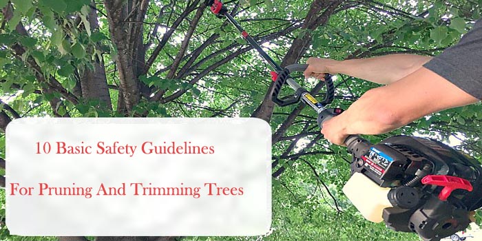 10 Basic Safety Guidelines For Pruning And Trimming Trees