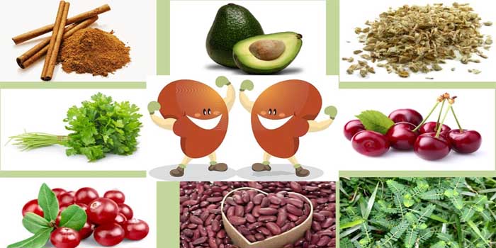 8 Useful Food For Kidneys