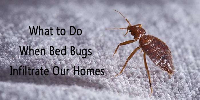 What to Do When Bed Bugs Infiltrate Our Homes