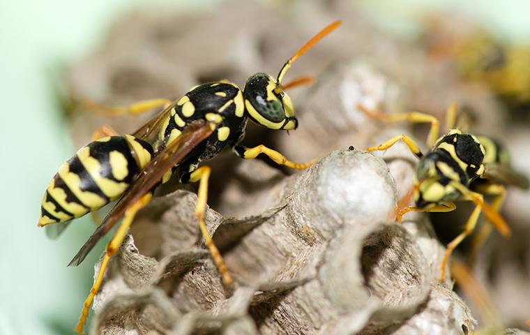 How to Get Rid of Wasps Inside Your House Chimney?