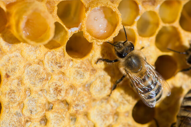 Difference Between Royal Jelly and Honey