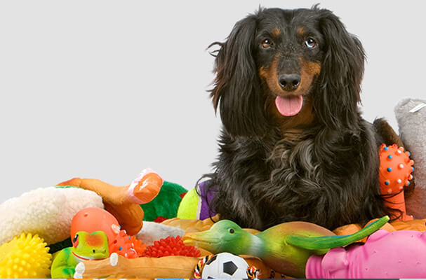 Why Purchase Your Dog Supplies at an Online Pet Shop?