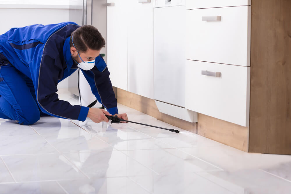 How To Get Professional Pest Inspections Done?