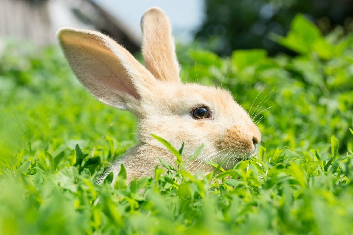 Are “Rabbit Ears” Still Useful? Tune In for More Info Here!