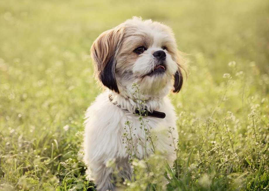 Enrich Yourself With Things To Know About The Dog Breeds