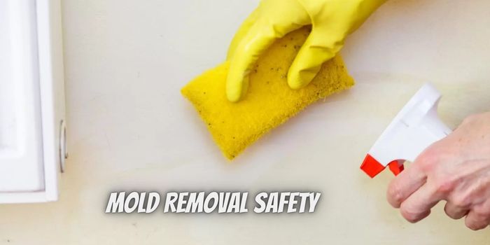 Mold Removal Safety How to Protect Yourself and Your Home