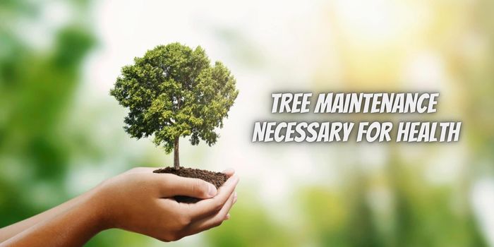 Tree Maintenance: Is It Necessary for Tree Health?