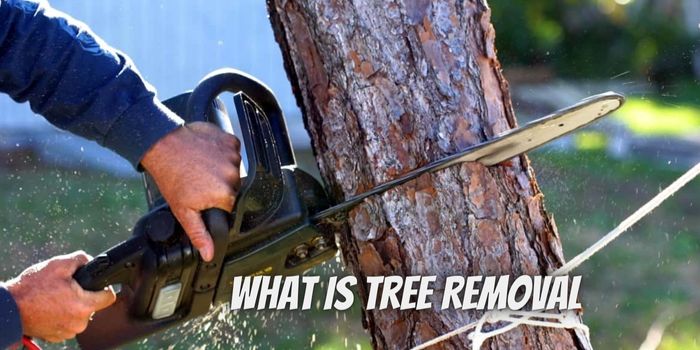 What is Tree Removal