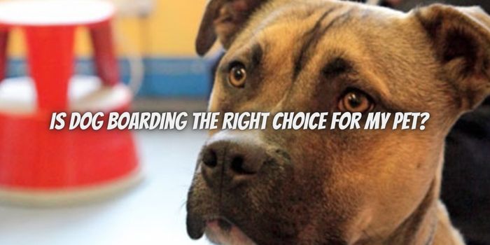 Is Dog Boarding the Right Choice for My Pet
