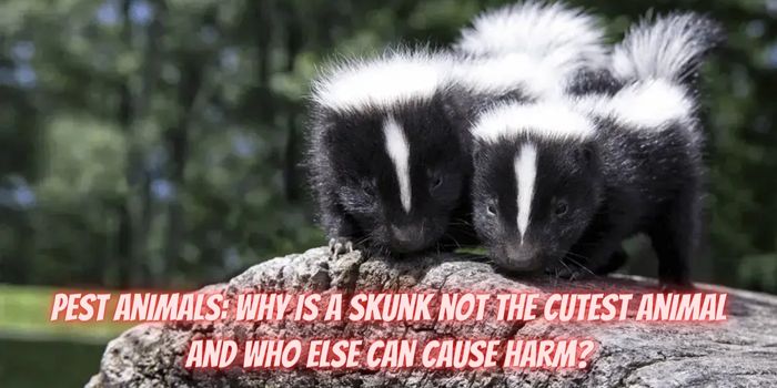 Pest animals why is a skunk not the cutest animal and who else can cause harm